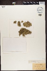 Flavoparmelia caperata image