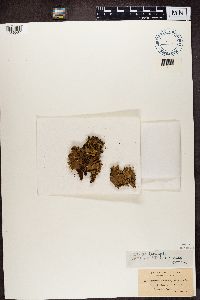 Peltigera rufescens image
