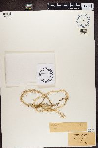 Usnea longissima image