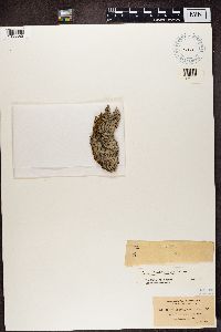 Icmadophila ericetorum image