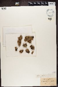 Punctelia subflava image