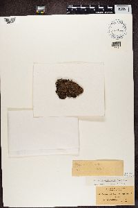 Parmelia omphalodes image