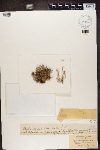 Cladonia phyllophora image