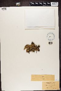 Platismatia glauca image