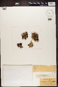 Hypogymnia enteromorphoides image