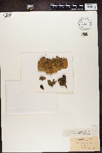 Peltigera canina image