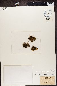 Leptogium palmatum image