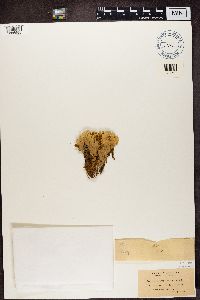 Nephroma arcticum image