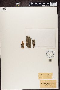 Arthonia radiata image