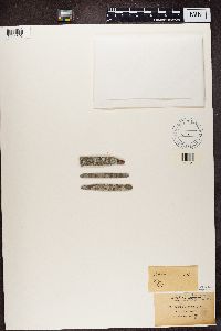Arthonia lecideella image