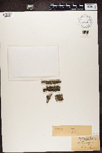 Bacidia rubella image