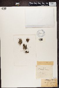 Cladonia cariosa image