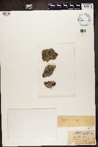 Pyxine sorediata image