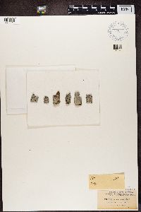 Arthothelium spectabile image