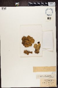 Peltigera aphthosa image