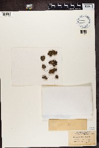 Protopannaria pezizoides image