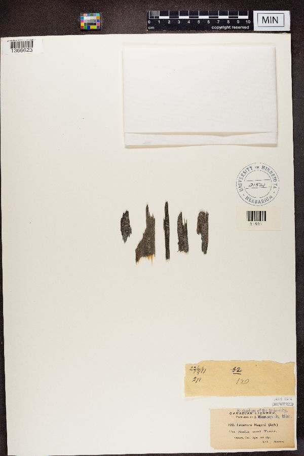 Myriolecis hagenii image
