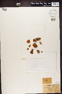 Rusavskia elegans image