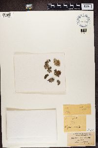 Physcia caesia image