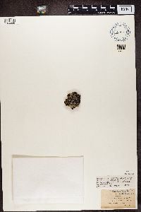 Lecanora tartarea image