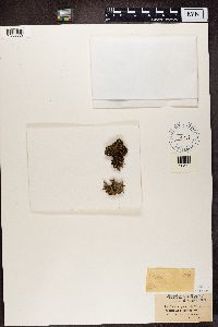 Bilimbia sabuletorum image