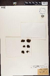 Polychidium muscicola image