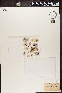 Pertusaria multipuncta image