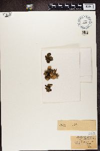 Sticta fuliginosa image