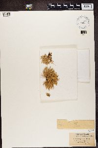 Evernia prunastri image