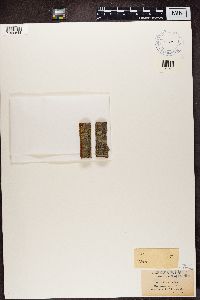 Arthonia radiata image