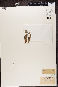 Bacidia laurocerasi image