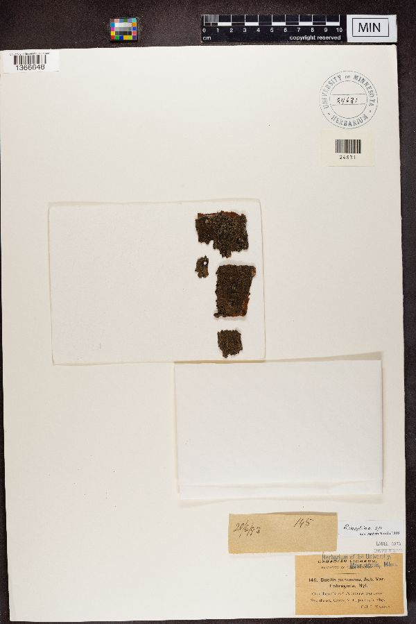 Buellia parasema var. triphragmia image