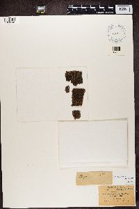 Media resource of Buellia parasema