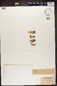 Thelotrema lepadinum image