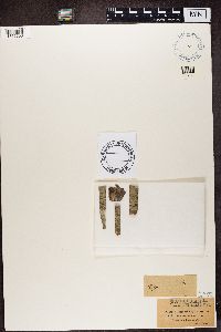 Bacidia arceutina image