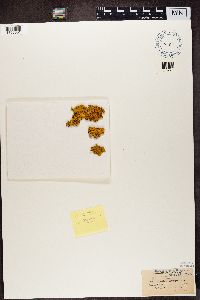 Polycauliona polycarpa image