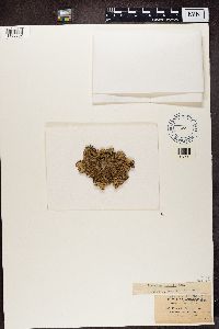 Punctelia borreri image