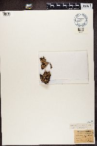 Parmelia saxatilis image