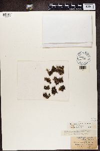 Xanthoparmelia conspersa image