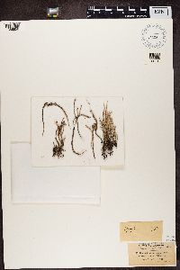 Cladonia decorticata image