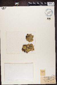 Lobaria scrobiculata image