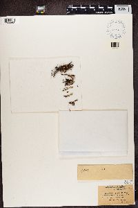 Cladonia gracilis image