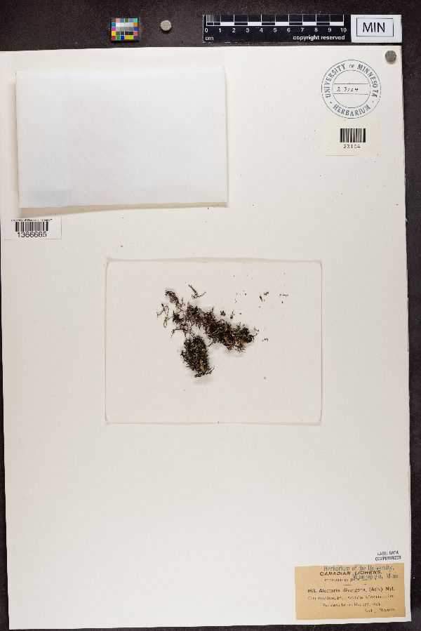 Coelocaulon divergens image