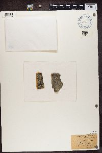 Lecanora coilocarpa image