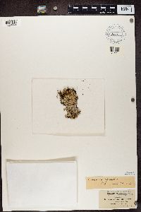 Heterodermia hypoleuca image