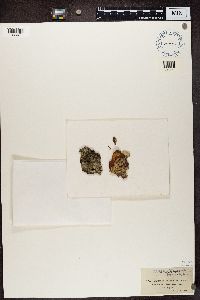 Megalaria grossa image