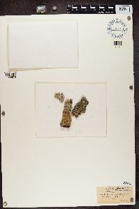 Varicellaria velata image