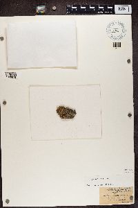 Rinodina turfacea image