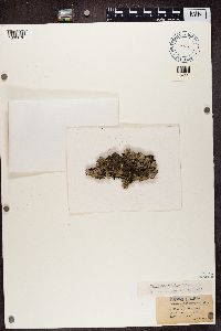 Parmotrema crinitum image
