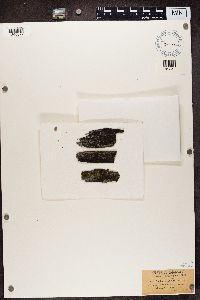 Buellia schaereri image